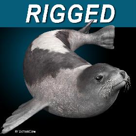 Harp Seal  Adult